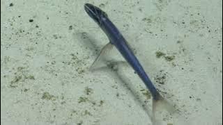 NA149_H1950_(6of14)_20230521_073252Z