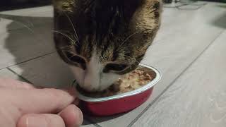 Lemon the cat eats a tasty heart ❤