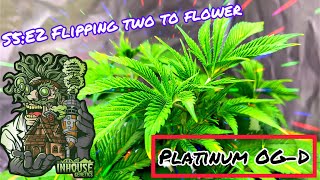 Seed to Harvest - In House Genetics #2