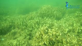 Isla Perdiguera 1 de abril 17
