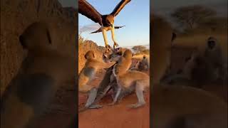 EPIC BATTLE! Eagle vs. Monkey Troop: Who Wins? 🦅🐒 #WildLife