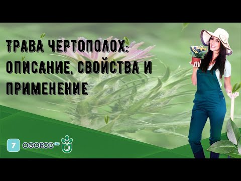 Трава чертополох: описание, свойства и применение