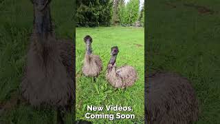5 Acres, 100 Animals, Zero Boring Days