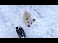 People Find Terrified Puppy in Snow by the Roadside