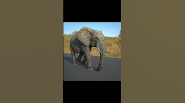 3D African elephant
