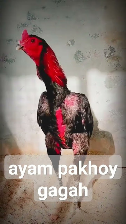 ayam pakhoy full brakot brutal #ayampama #ayam #ayamjago #ayambangkokindonesia