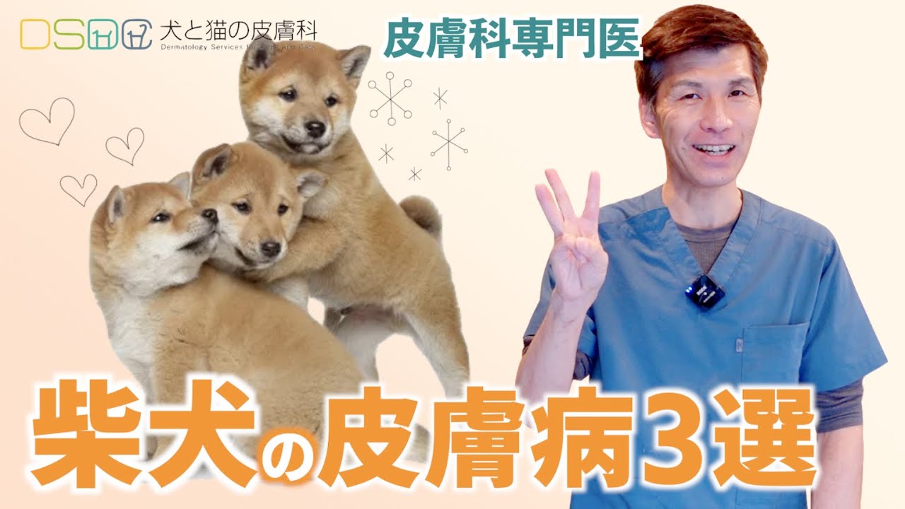 犬と猫の皮膚科】皮膚科医が教える！大事な犬種別の皮膚病【柴犬編