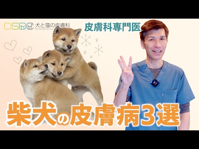 犬と猫の皮膚科】皮膚科医が教える！大事な犬種別の皮膚病【柴犬編