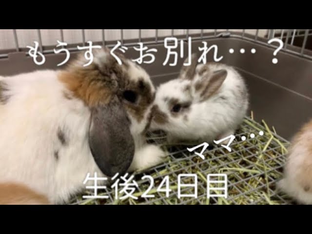 生まれたての赤ちゃんうさぎ Newborn Baby Rabbit Youtube 生まれたての赤ちゃんうさぎ Newborn Baby Rabbit Youtube