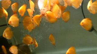 DSCF8234.AVI