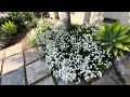 Drought Tolerant Candy Tuft, Iberis sempervirons