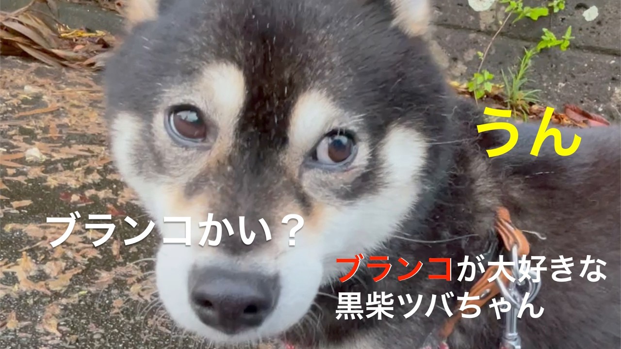 Just Like a Human? This Black Shiba Inu Having the Time of Its