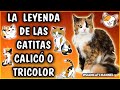 CONOCE LA LEYENDA DE LAS GATAS TRICOLOR/CALICÓ - SiamCatChannel