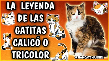 ¿Cómo se llaman los gatos de 3 colores?