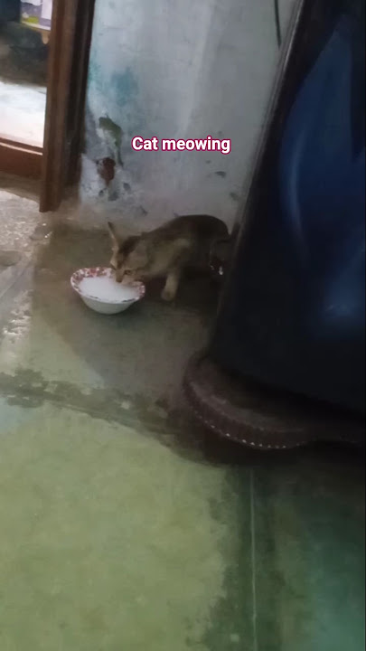 cat meowing in the video shorts subscribe my channel thanks for watch