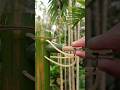 Bamboo Creations Bamboo Bambooart Bambooshoot Bamboo Creations Bamboo Bambooart Bambooshoot