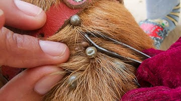 So Many Biggest Ticks Were Removed From All Poor Dog In Village - How We Can Remove Ticks