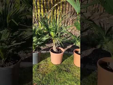 וִידֵאוֹ: Hardy Palm Trees: זני עצי דקל לגנים של אזור 7