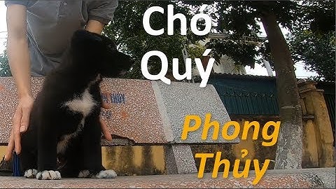 Tứ Túc Mai Hoa Thạch Sùng Bám Cổ "Tướng Chó Quý Trong Phong Thủy" - Siêu Pet