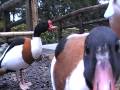 松江フォーゲルパーク　水鳥温室　ツクシガモの鳴き声