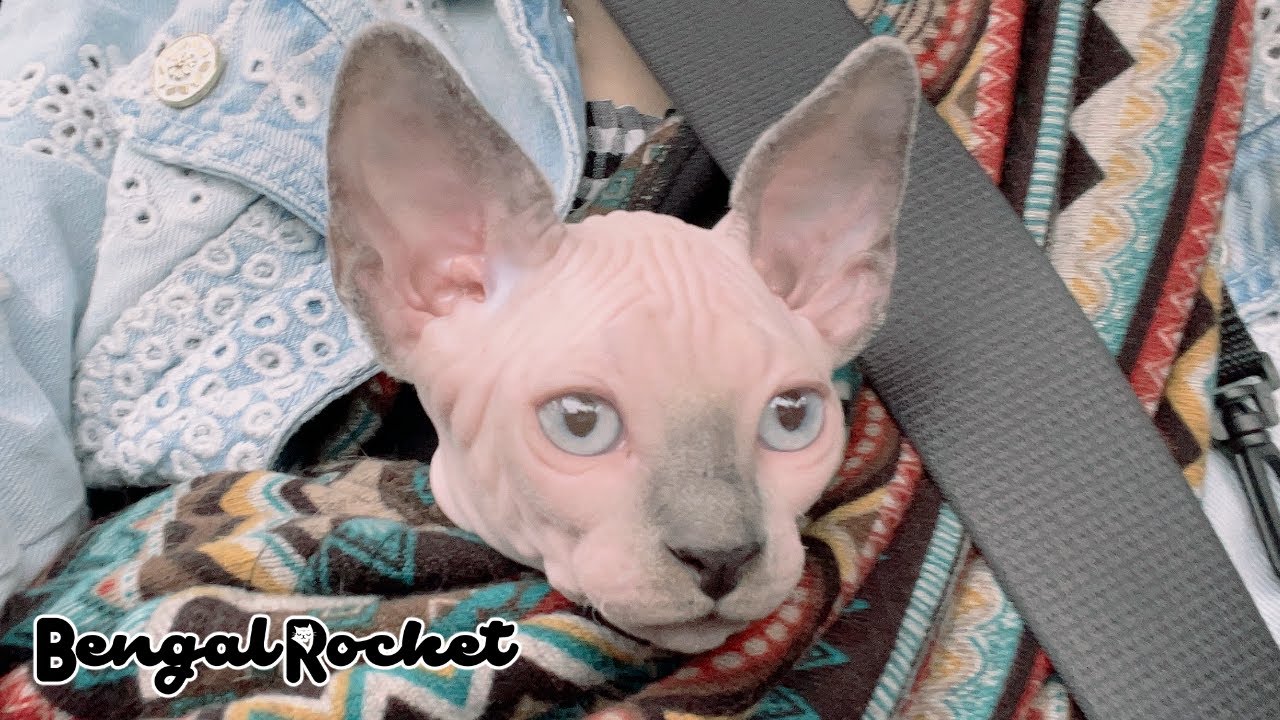 お知らせ ベンガル スフィンクス猫 Youtube