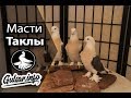 ОКРАСЫ ТУРЕЦКОЙ ТАКЛЫ / PIGEONS / Taklacı / #Gulsarinfo©