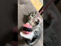 Խաղում է Լայքը // Like is playing // Играет Лайк
