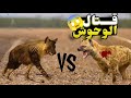 الضبع المرقط ضد الضبع البني قتال لا يصدق اسرارعالم الحيوان