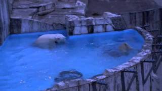 ホッキョクグマの赤ちゃん活魚初体験(夜の動物園)