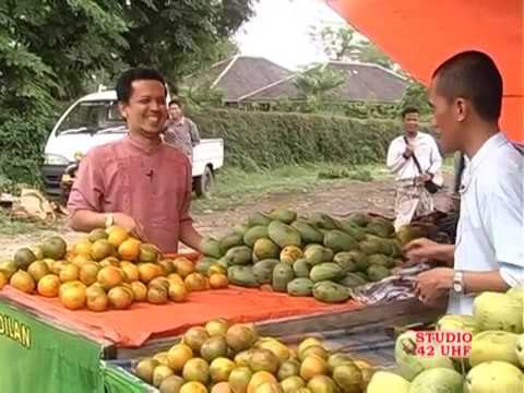 Studio 42 jeruk masam