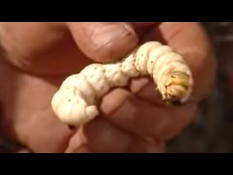 Aboriginal Witchetty Grubs & Honey Ants - Ray Mears Extreme Survival - BBC