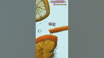 Why Lemons Float But Limes Sink 🍋🍈 | Easy Science Fun Fact