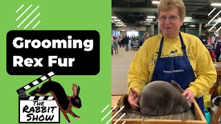 Grooming Rex Rabbit Fur