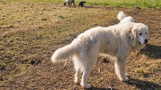 Caring for Your Great Pyrenees: Dietary Requirements