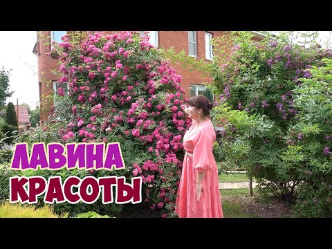 НЕУБИВАЕМАЯ РОЗА для УЗКИХ ВЕРТИКАЛЬНЫХ ОПОР Эксцельза Excelsa королева среди плетистых роз