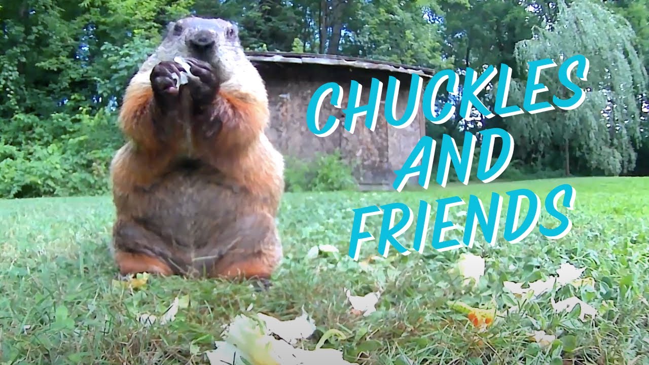 Chuckles the Groundhog & Friends: Mr. Rabbit - YouTube