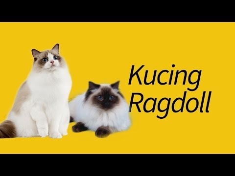10 Fakta Kucing Ragdoll—#4 bikin BINGUNG!