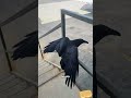 Why Crows Are Actually Way Smarter Than You Think#foryou #shorts