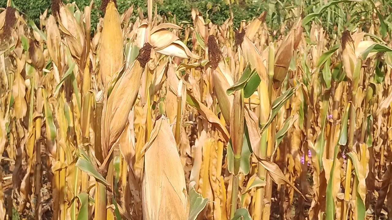 Africans Modern Method OF Harvesting Maize