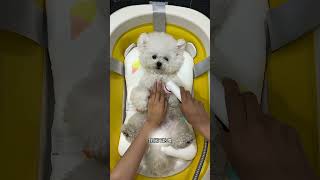 ais dog ko peli bar school jana#viral #funny #trending #comedy#bhoot #dewas#popular#subscribe#shots