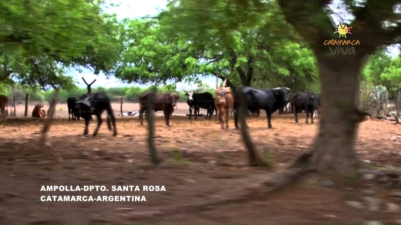 AMPOLLA SANTA ROSA CATAMARCA ARGENTINA