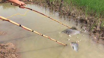 Sinh Tồn Kích Cá 8f Bắt Cá Rô Phi Cực Đỉnh Thú Vui 3 Miền Survival Hunting