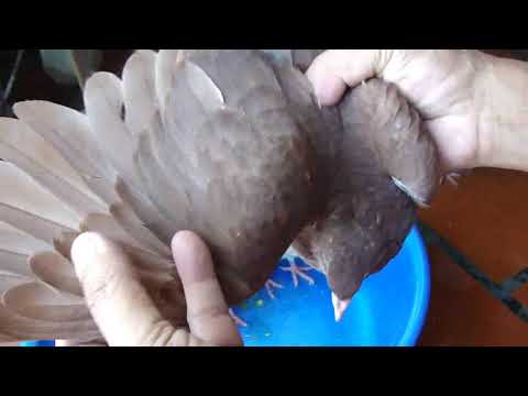 Video: Cách Thuần Hóa Chim Bồ Câu