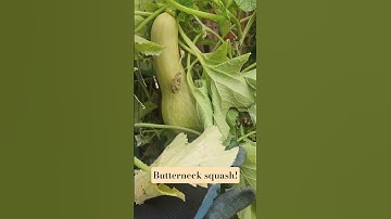 Succes met butterneck squash! #wintersquash #achtertuin