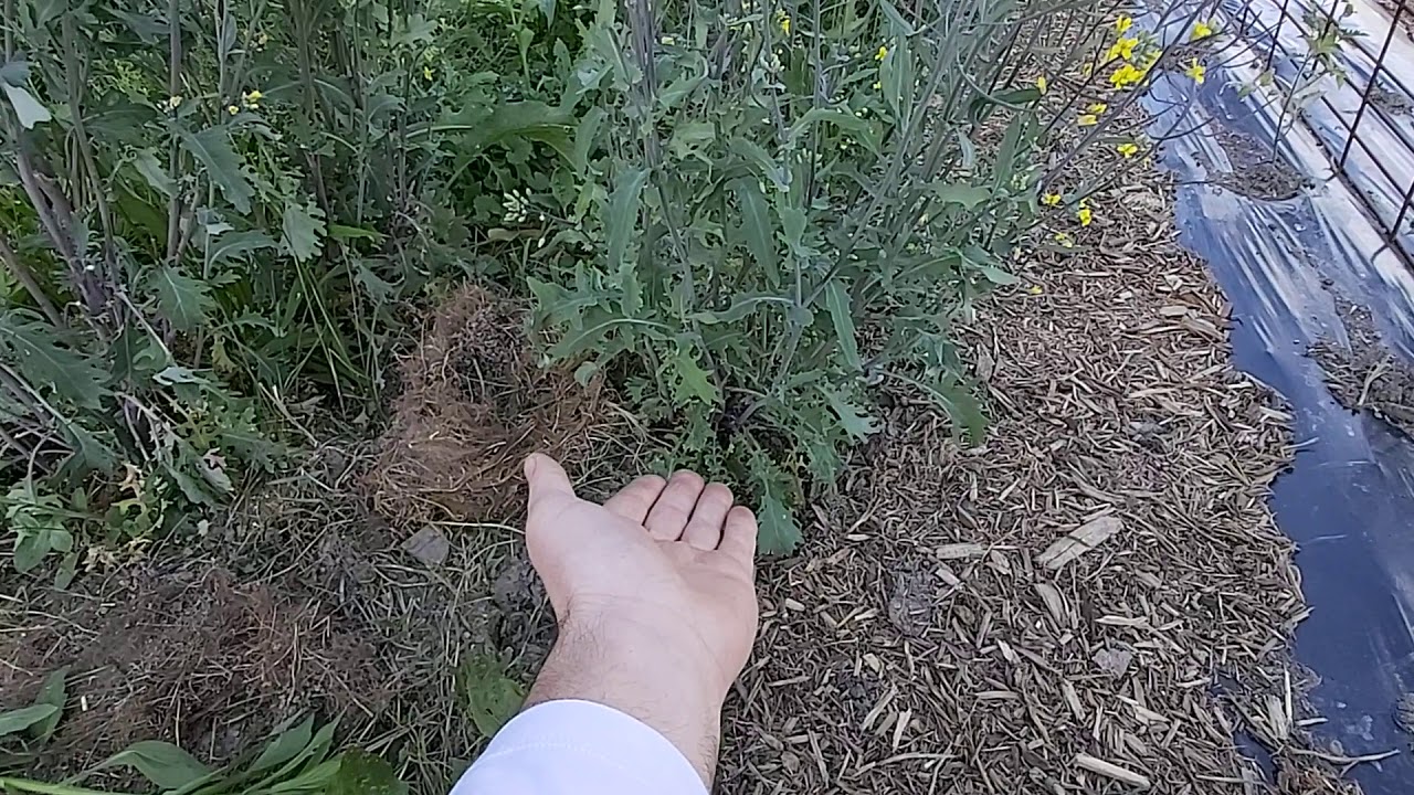 Bolted Kale as hunger gap greens. YouTube
