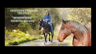  Meet Olivia Bay Roan Quarter Horse Mare For Sale Kid Safe Trail Beginner 