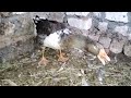 اسمع صوت الوزة The Voice Of The Goose Goose Voice اصوات الطيور Bird Sounds اسمع صوت الوزة The Voice Of The Goose Goose Voice اصوات الطيور Bird Sounds