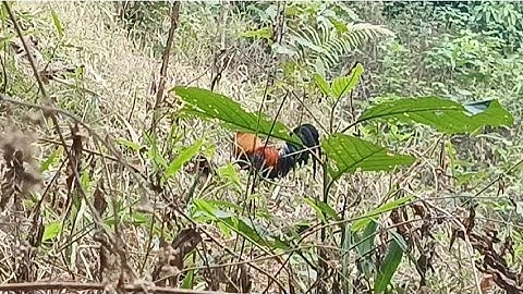 Mus dib qaib tuaj 2 tug poj pom kuv tag tsis laib tua