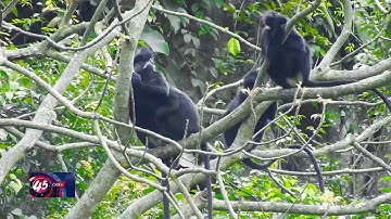 Tìm giải pháp để bảo vệ loài voọc quý hiếm