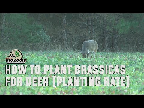 Video: Kapan menanam brassica di michigan?